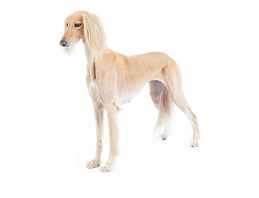 Brindle saluki best sale